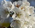 Orchard Blossom 79